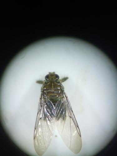 Ornithomya avicularia